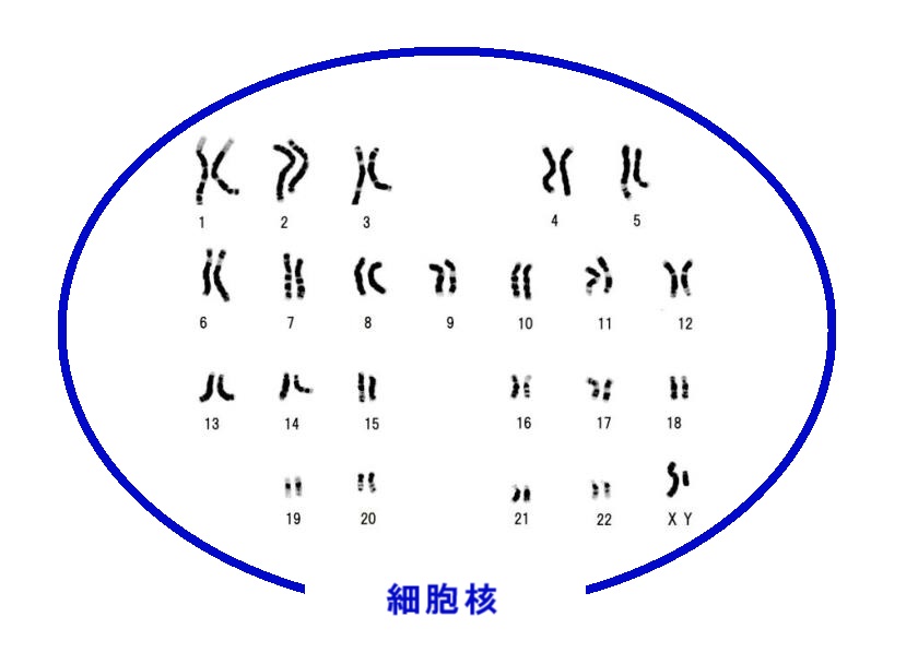 染色体